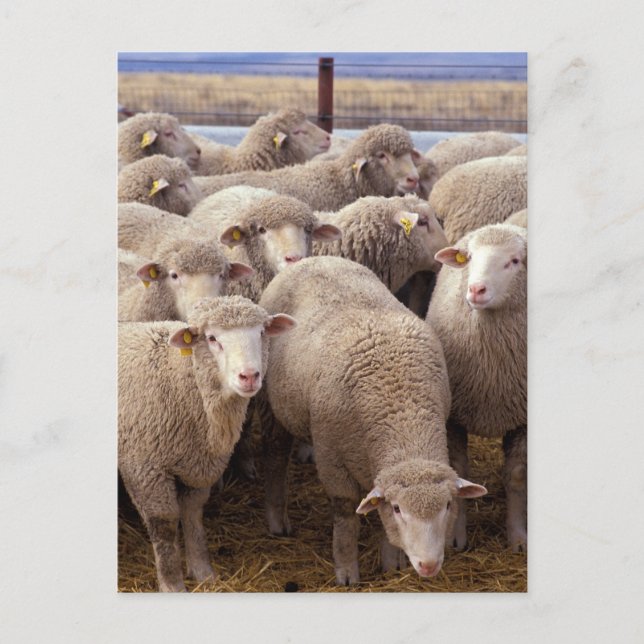 Carte Postale Troupeau de moutons (Devant)