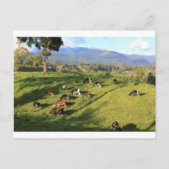 Carte Postale Troupeau de vache laitière friésienne Holstien pât (Devant)