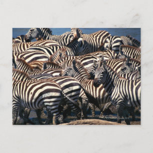 Carte Postale Troupeau de zèbres