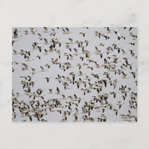 Carte Postale Troupeau d'oies en vol