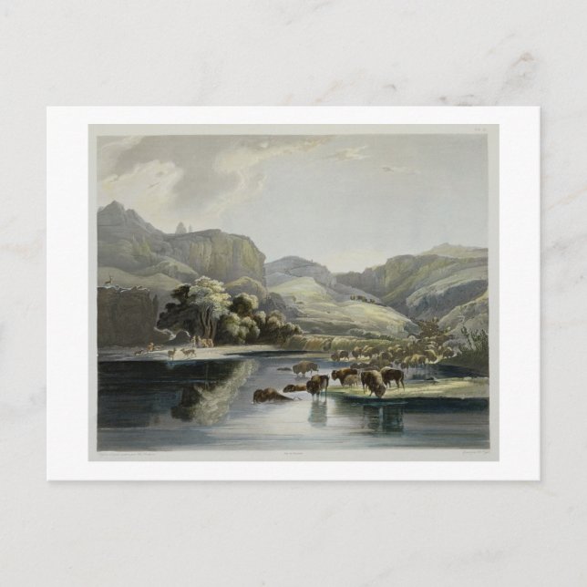 Carte Postale Troupeaux de bisons et d'élans sur le Missouri sup (Devant)