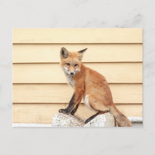 Carte Postale Trousse Red Fox dans la vallée de l'Hudson (Devant)