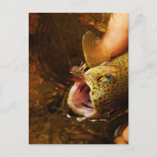 Carte Postale Trout and Fly