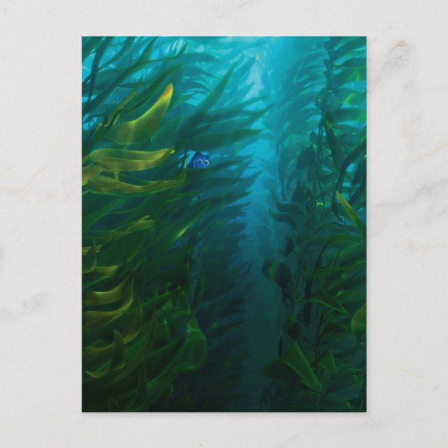 Carte Postale Trouver Dory | Cacher et rechercher - Kelp de mer (Devant)
