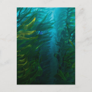 Carte Postale Trouver Dory   Cacher et rechercher - Kelp de mer