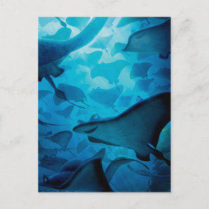 Carte Postale Trouver Dory   Masquer et rechercher - Rayons