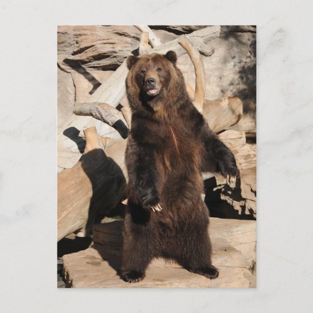 Carte Postale Truie d'ours gris (Devant)