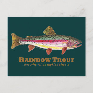 Carte Postale Truite arc-en-ciel Latin