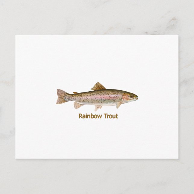 Carte Postale Truite arc-en-ciel (titre) (Devant)