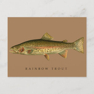 Carte Postale Truite arc-en-ciel vintage