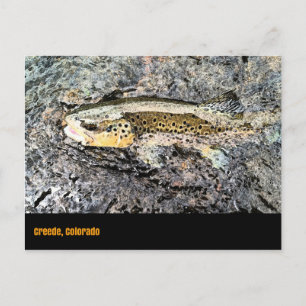 Carte postale truite Brown
