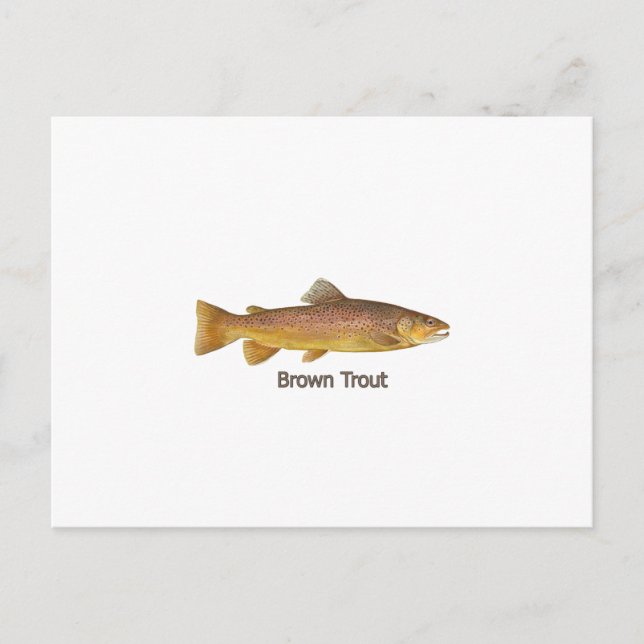 Carte Postale Truite Brown (titre) (Devant)