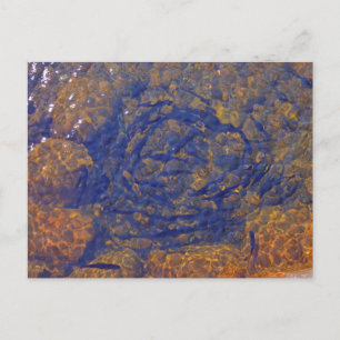 Carte Postale Truite dans une balle serrée dans un étang, Charle