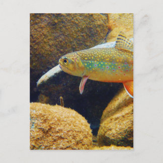 Carte Postale Truite de ruisseau