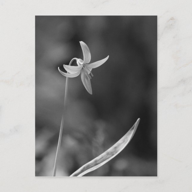 Carte Postale Truite Lily (Devant)