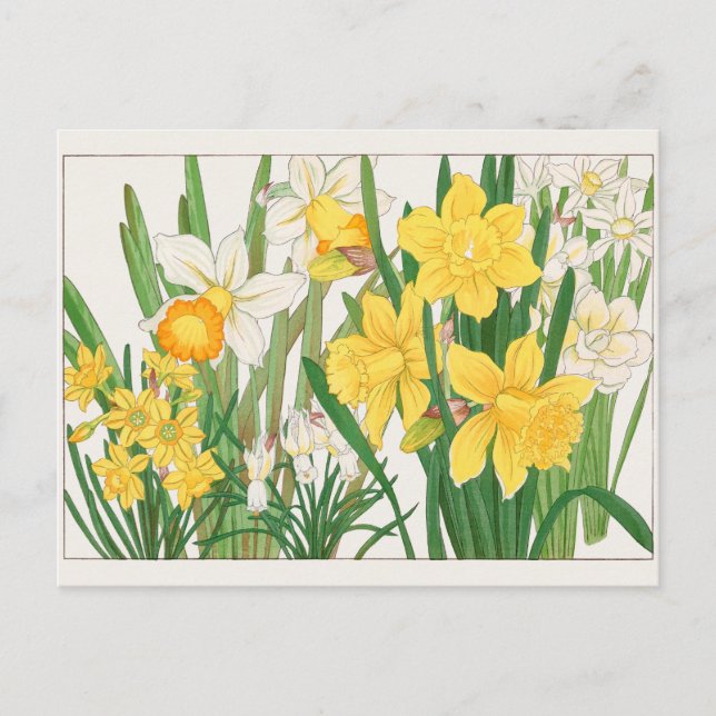 Carte Postale Trumpet narcissus de Tanigami Konan (Devant)