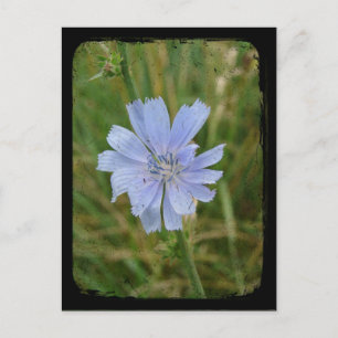 Carte Postale TTV violet en chicket