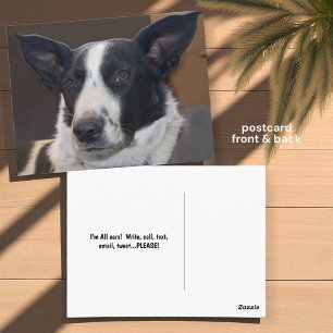 Carte Postale Tu me manques Border Collie Chien Oreilles Perky P