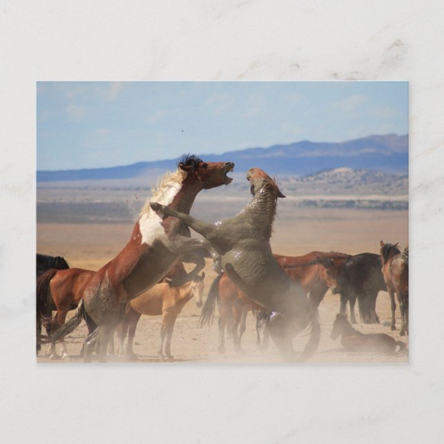 Carte Postale Tu Veux Un Morceau De Moi ? (Devant)