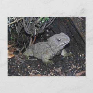 Carte Postale Tuatara