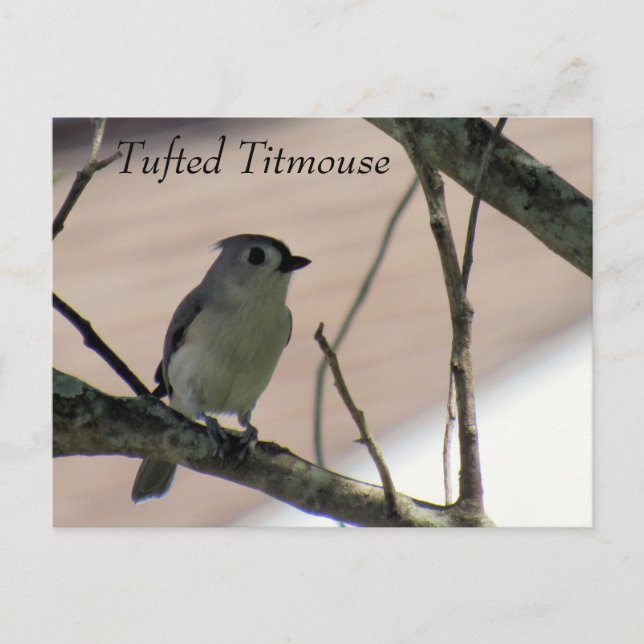 Carte Postale Tufted Titmouse - Learning Postcard - Floride (Devant)