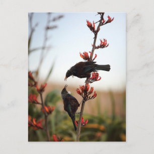 Carte Postale Tui birds sur le lin néo-zélandais