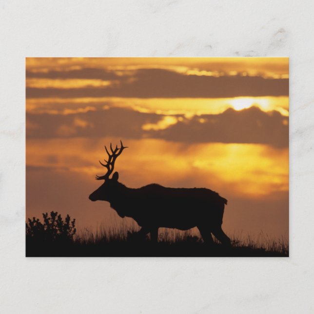 Carte Postale Tule Elk | Côte nationale Point Reyes (Devant)