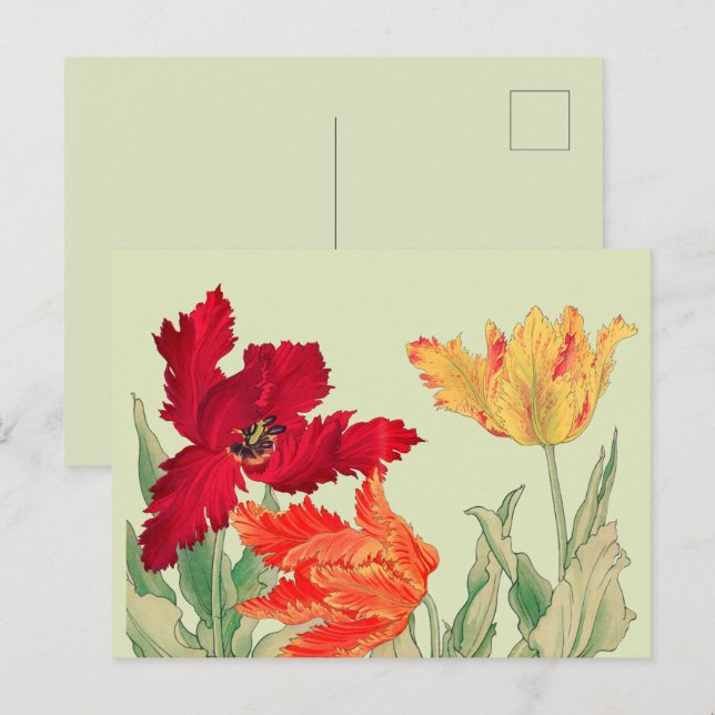 Carte Postale Tulide perroquet, Floral (Devant / Derrière)