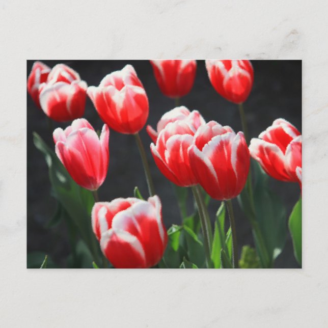Carte Postale Tulières rouges et blanches (Devant)