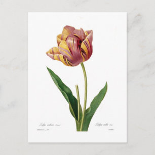 Carte Postale Tulip