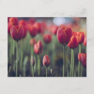 Carte Postale Tulip Botanical Beau Amsterdam Paysage
