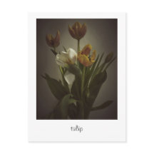 "tulip" de Heidi Rondak Photographie