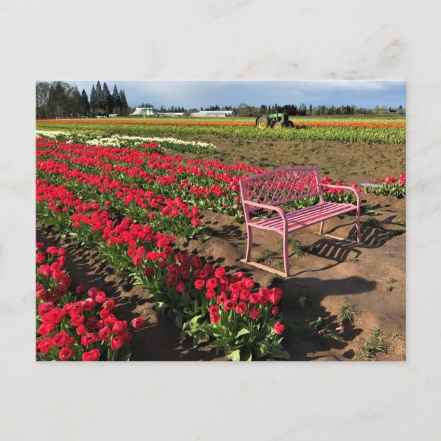 Carte Postale Tulip Farm (Devant)