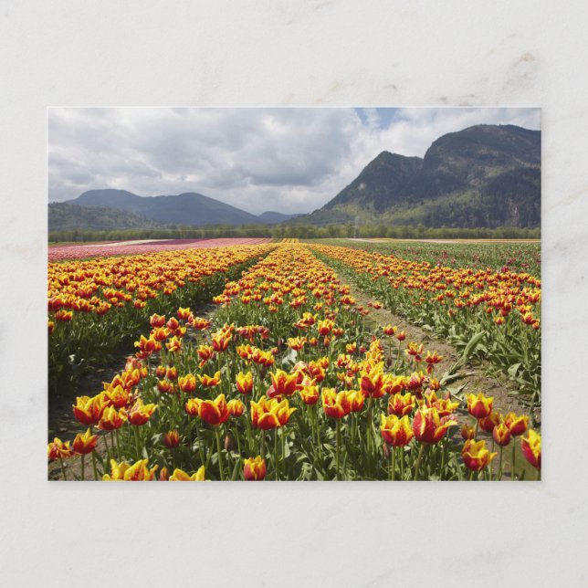 Carte Postale Tulip Farm près d'Agassiz, Colombie-Britannique, (Devant)
