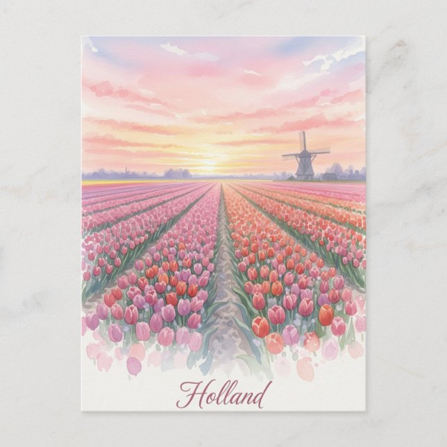 Carte Postale Tulip Fields Wmill Holland Pays-Bas (Devant)