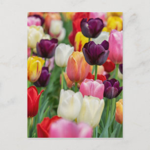 Carte Postale Tulip Fleurs de printemps Jardin Floral Jaune rose