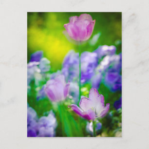 Carte Postale Tulip garden, Giverny, France