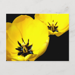 Carte postale Tulip Jaune