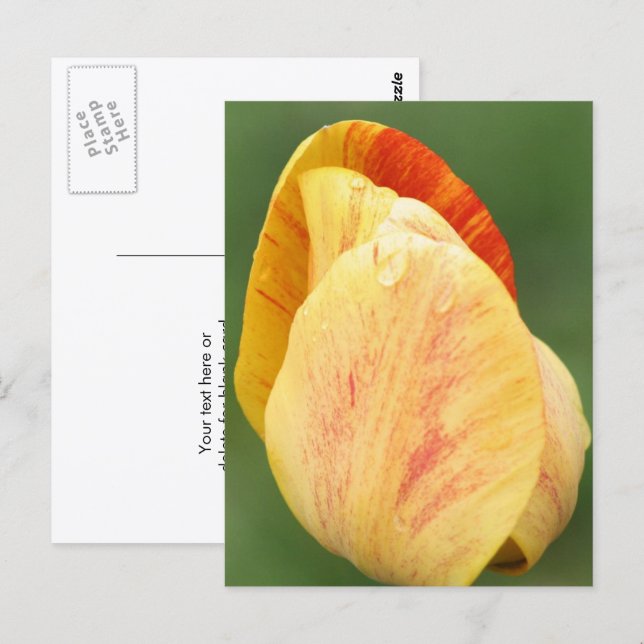 Carte Postale Tulip Petals Flower Photography Personalized (Devant / Derrière)