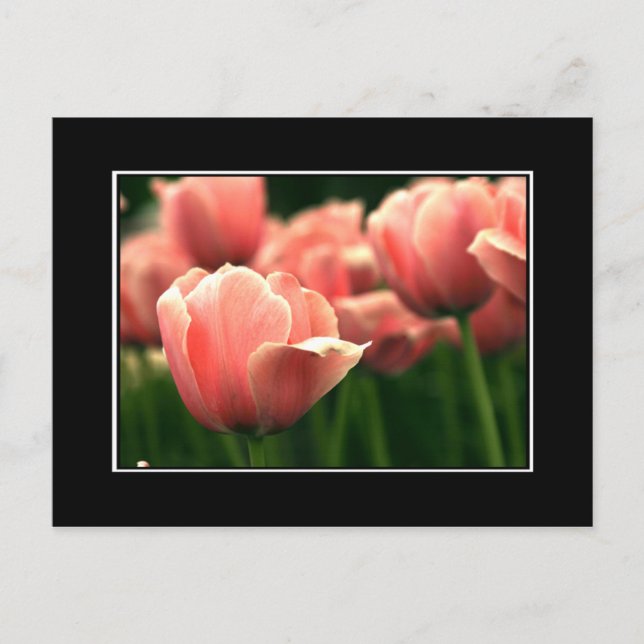 Carte postale Tulip Rose ! (avec bordure) (Devant)