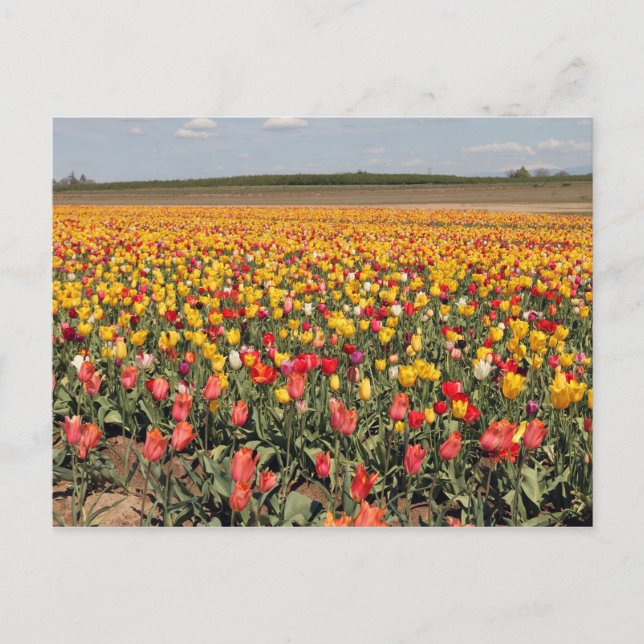 Carte postale Tulip Spring (Devant)