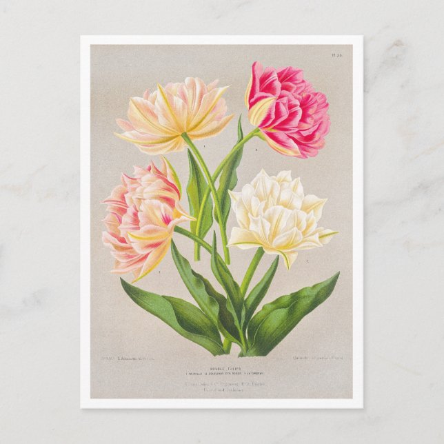 Carte postale Tulip vintage (Devant)