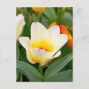 Carte Postale Tulipe