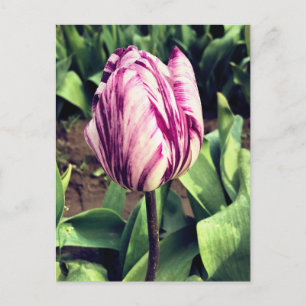 Carte Postale Tulipe à rayures violettes et blanches unique