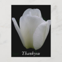 Tulipe blanche