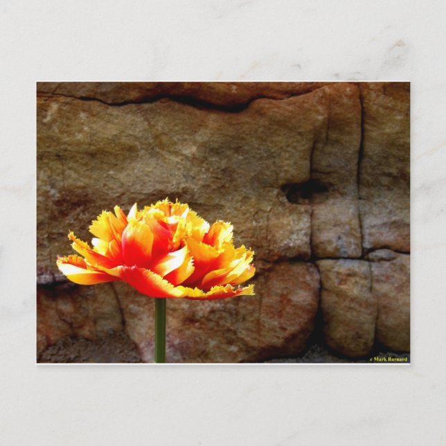 Carte Postale Tulipe brillante (Devant)