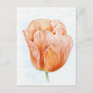 Carte Postale Tulipe dans la couleur de pêche