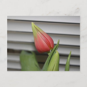 Carte Postale Tulipe de Budding