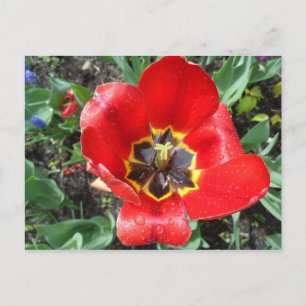 Carte Postale Tulipe de printemps