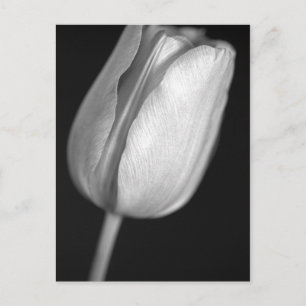 Carte Postale Tulipe demi-teinte